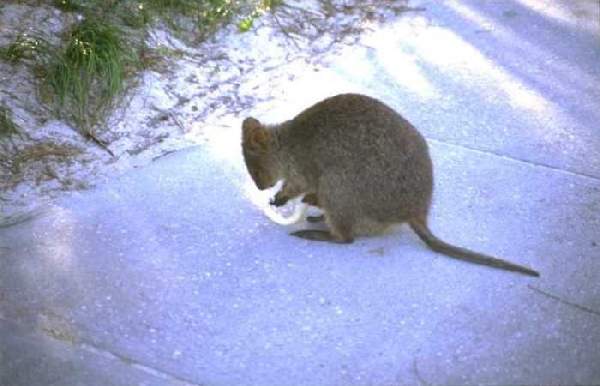 Quokka