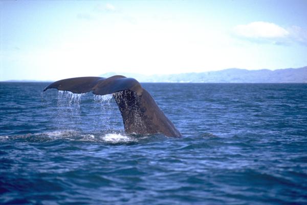 Spermwhale